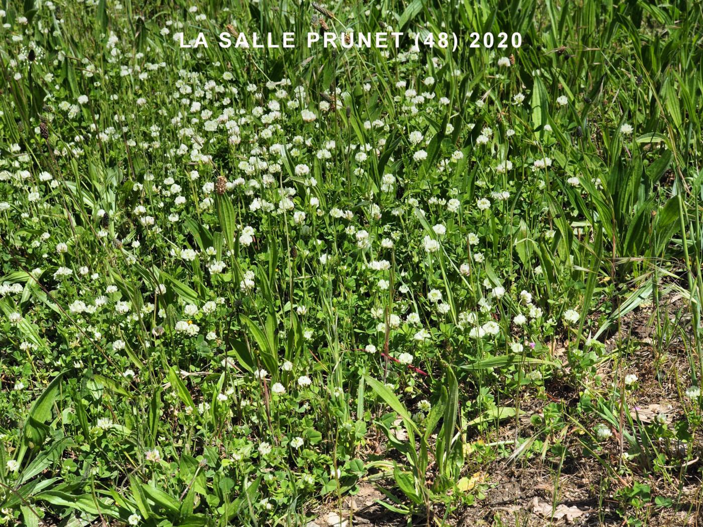 Clover, Small White plant